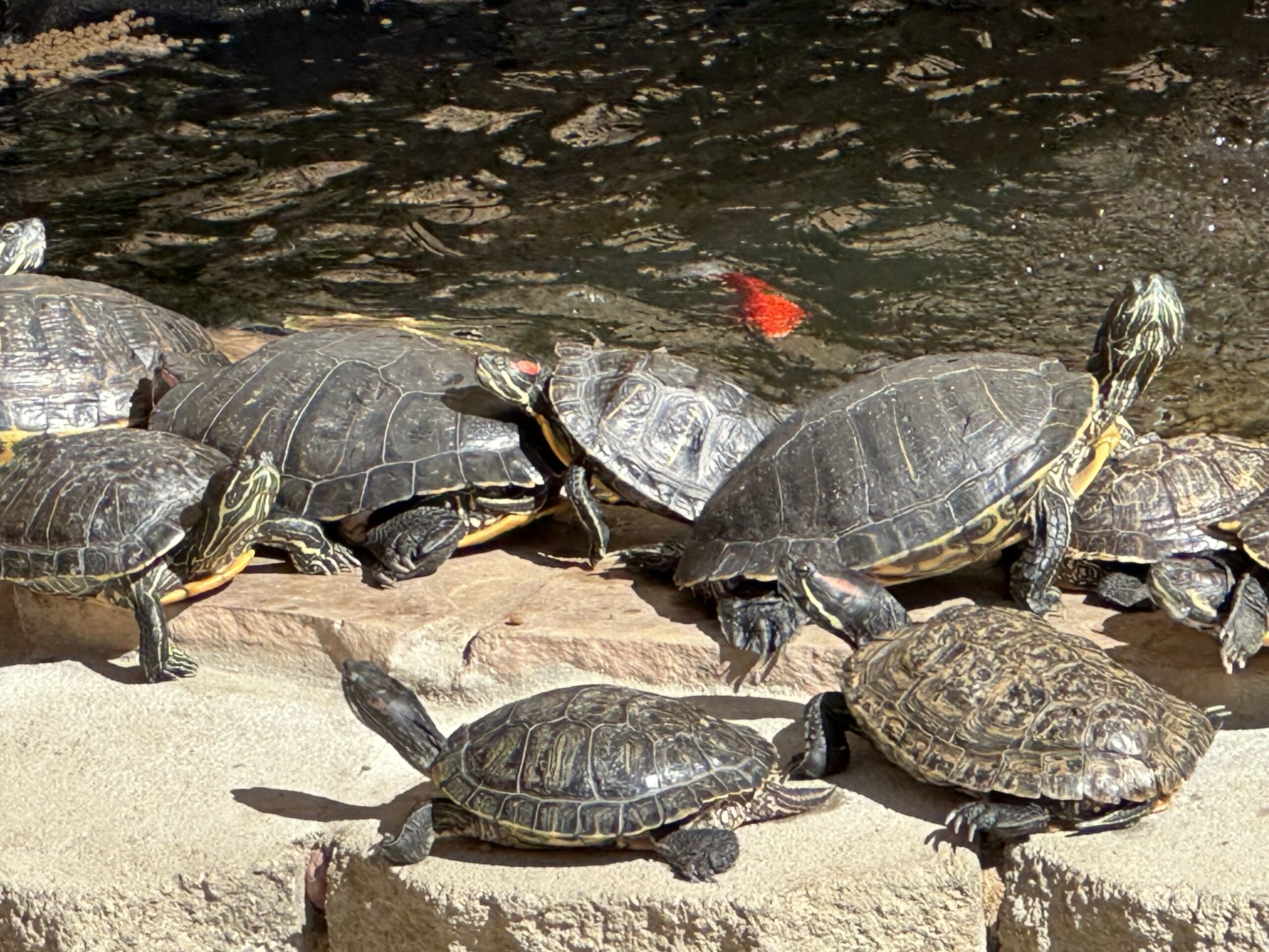 Rescued turtles basking in the sun at one of our dedicated turtle pond habitats.